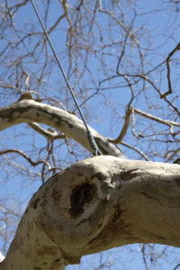 Cabled tree limb example