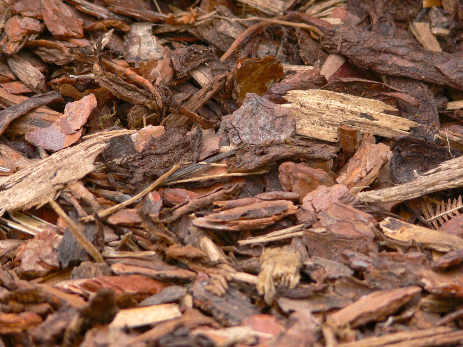 To Mulch or Not to Mulch The Benefits of Proper Mulching Iron Tree