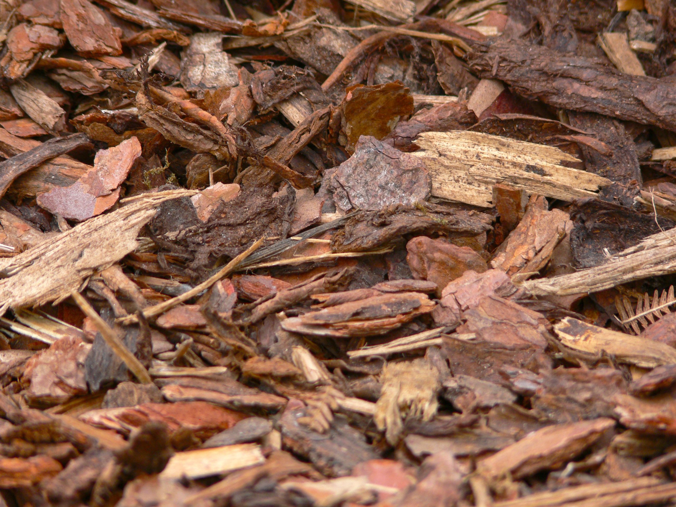 Read more about the article To Mulch or Not to Mulch: The Benefits of Proper Mulching