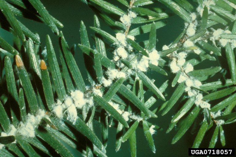 Read more about the article Invasive Insects of the Northeast: Hemlock Wooly Adelgid
