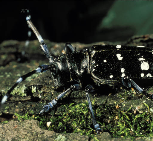 Read more about the article Invasive Insects of the Northeast:  Asian Long-horned Beetle