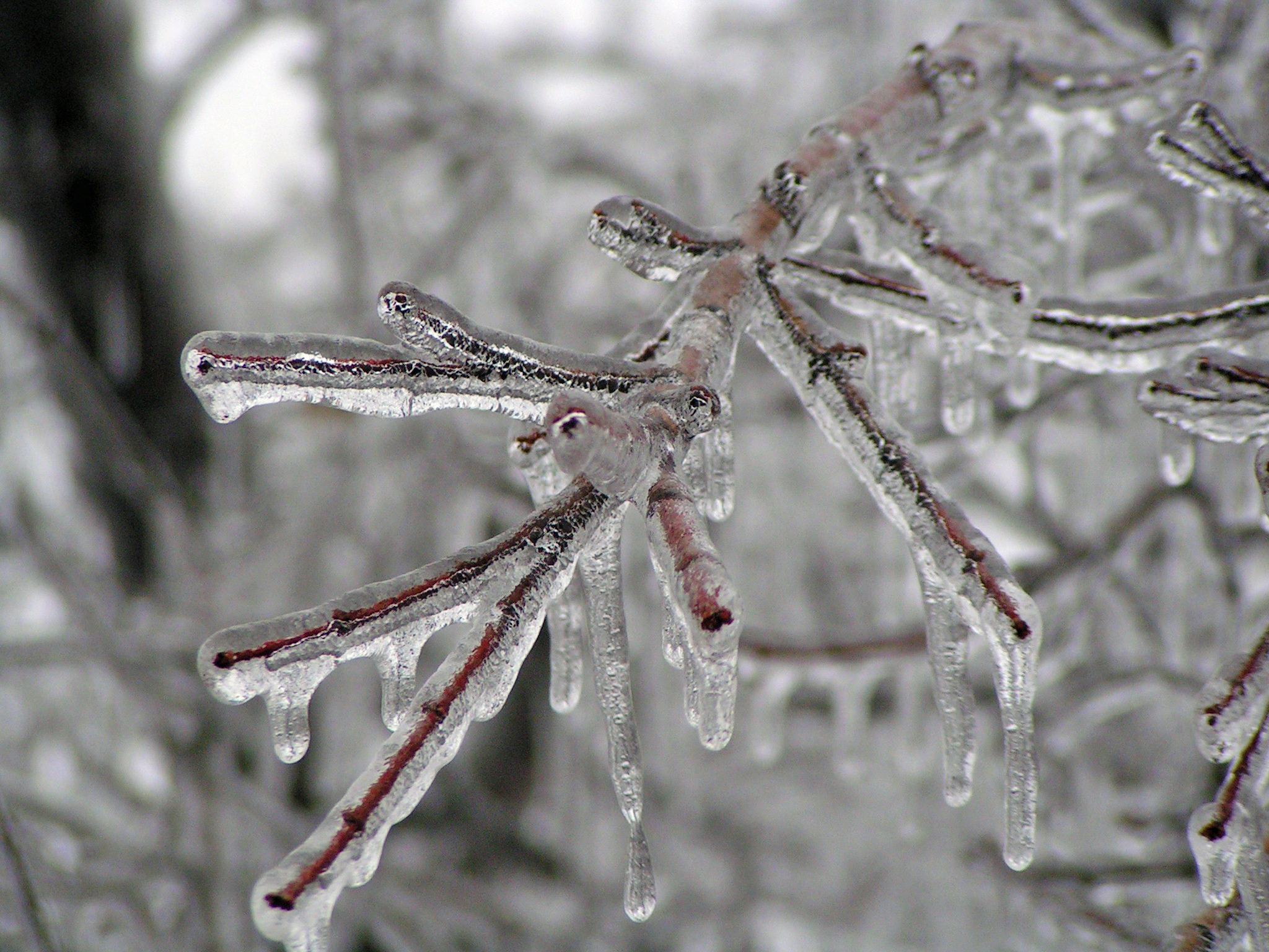 Read more about the article Tree Features and Ice Storm Susceptibility