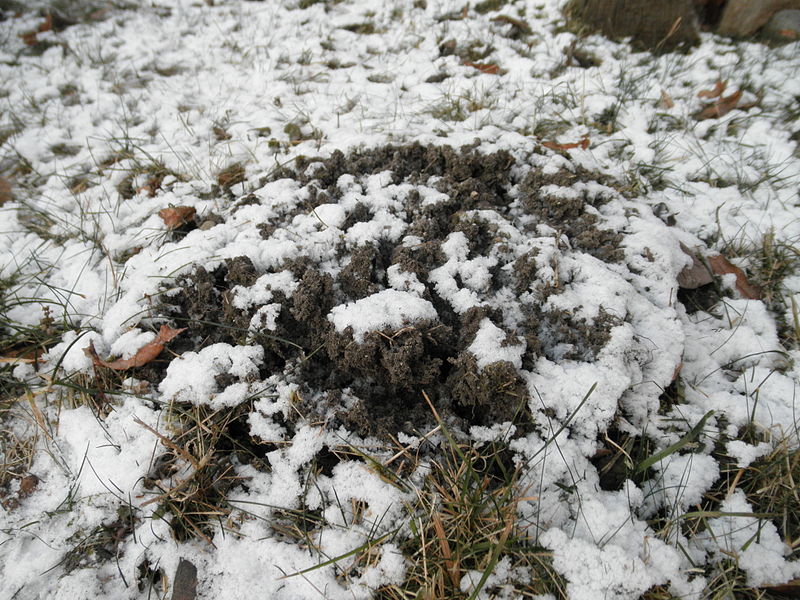 Read more about the article Winter Tree Injuries: Frost Heaving