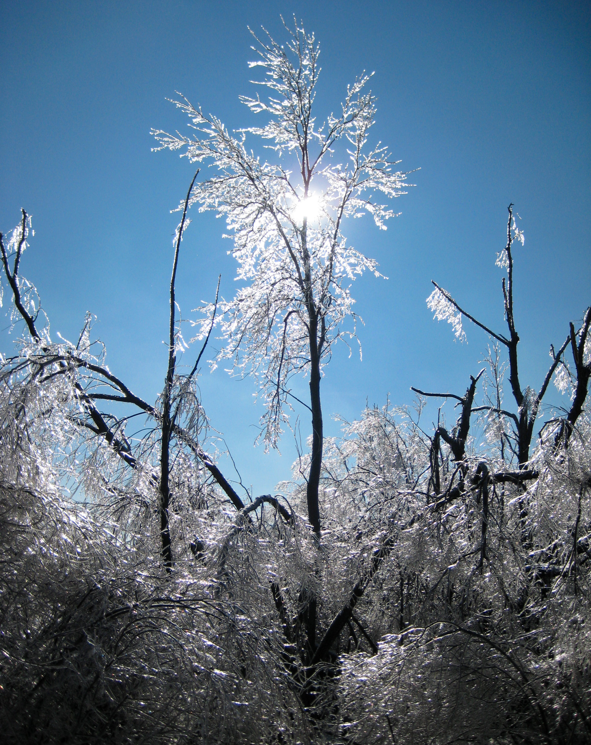 Read more about the article Tree Features and Ice Storm Resistance