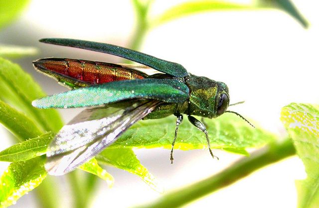 Read more about the article Emerald Ash Borer Discovered in Worcester, MA
