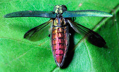 Read more about the article Invasive Insects of the Northeast: Emerald Ash Borer
