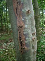 Read more about the article Winter Tree Injuries: Sunscald