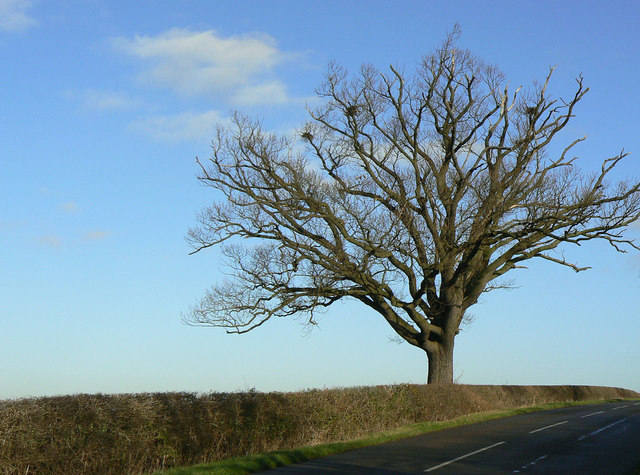 Read more about the article What to Do About a Dying Tree
