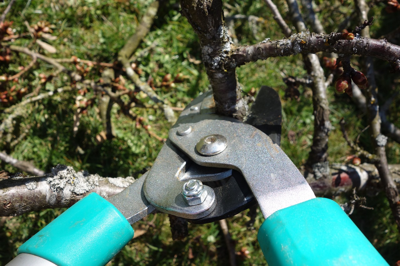 Read more about the article Pruning Trees: Proper Pruning Techniques