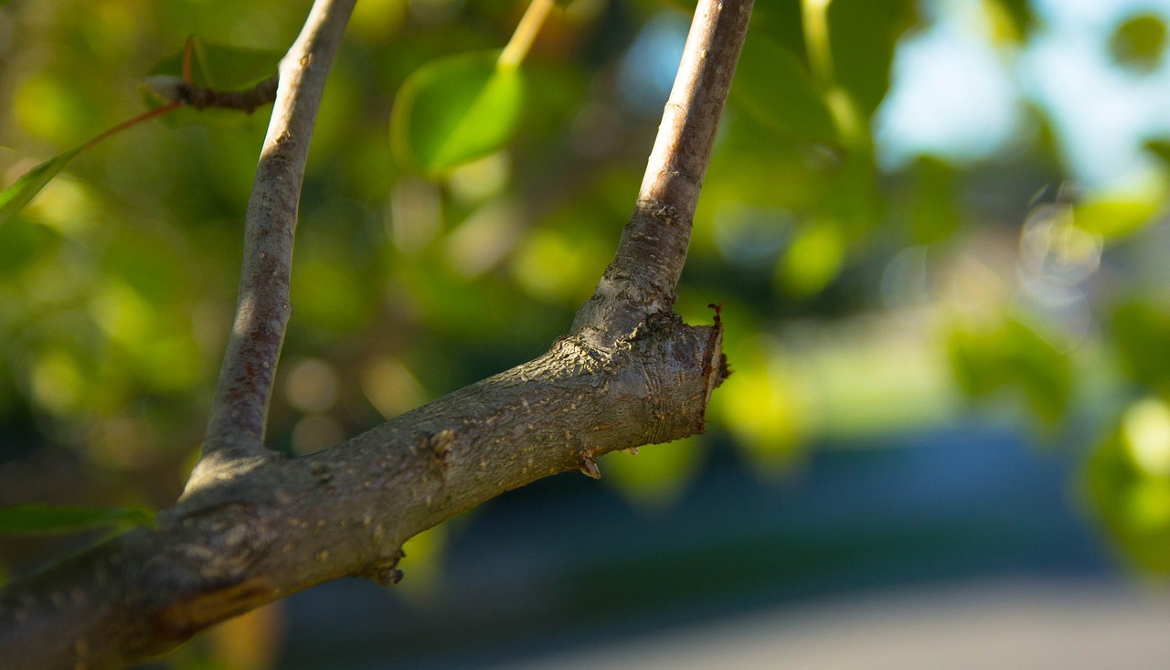 Read more about the article When to Prune Your Trees and Shrubs