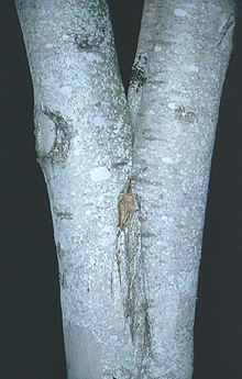 Read more about the article Common Tree Defects: Co-dominant Stems