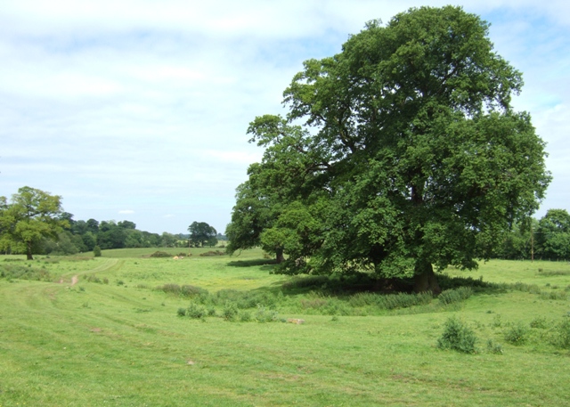 Read more about the article Mature Trees and Environmental Stressors