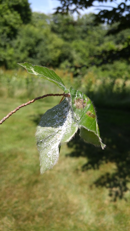 Read more about the article Tree Diseases: Beech Bark Disease