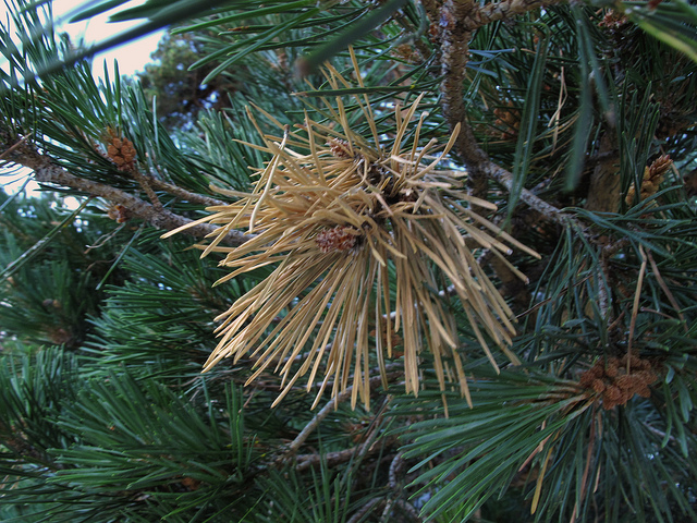 Read more about the article Tree Diseases: Diplodia Tip Blight of Pines
