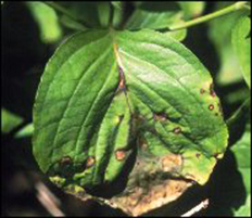Read more about the article Common Tree Diseases: Dogwood Anthracnose