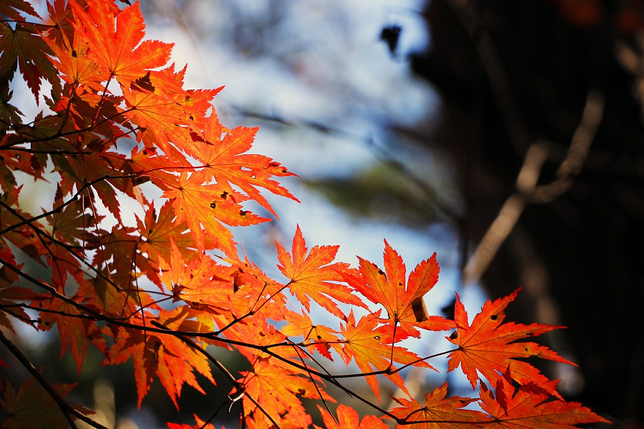 Read more about the article Tree Profiles: Red Maple (Acer rubrum), Part 2