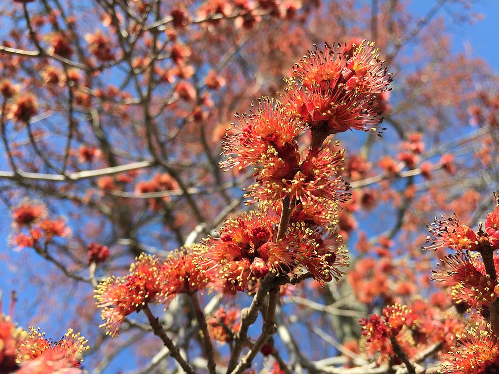 Read more about the article Tree Profiles: Red Maple Cultivars, Part 1
