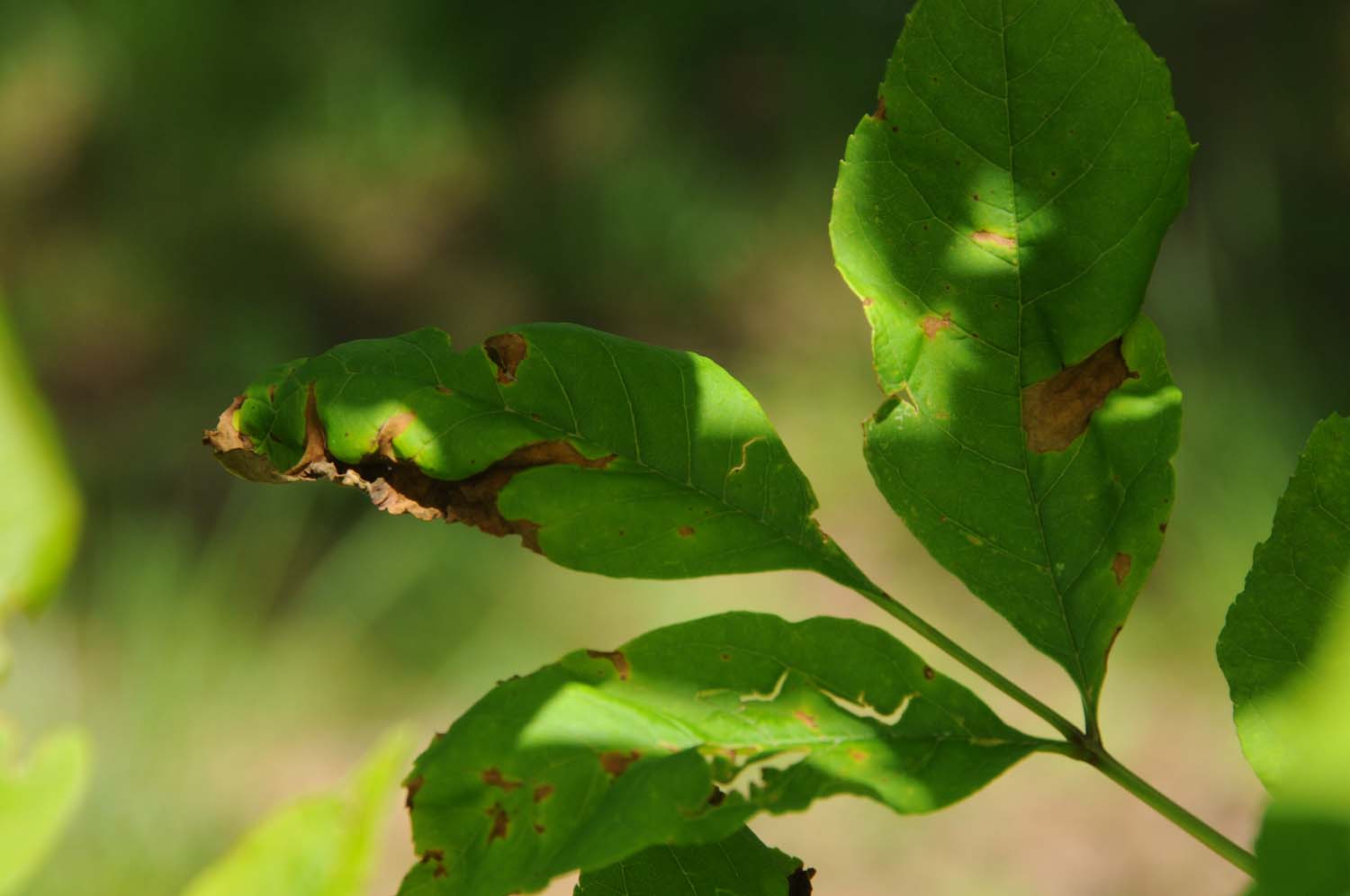 Read more about the article Common Tree Diseases: Types of Anthracnose