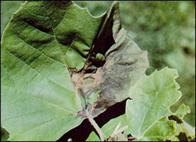 Read more about the article Common Tree Diseases: Anthracnose