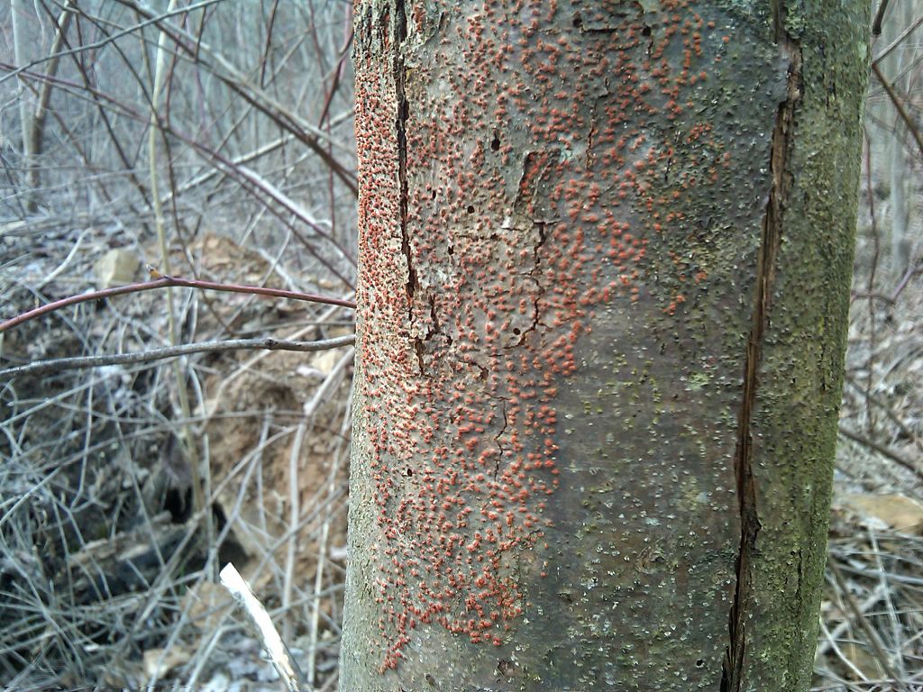 Read more about the article Tree Diseases: American Chestnut Blight