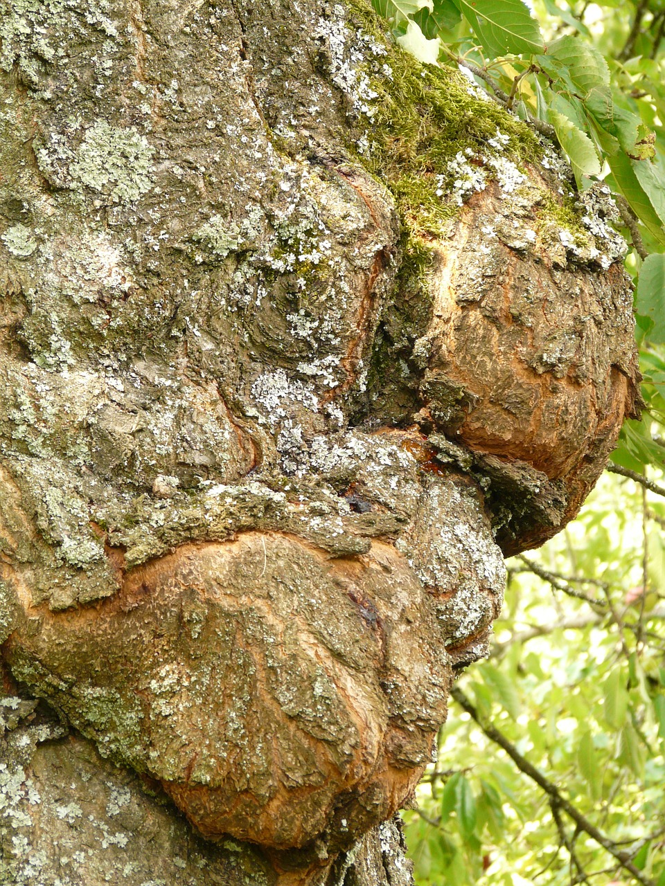 Read more about the article Tree Diseases: Canker Diseases