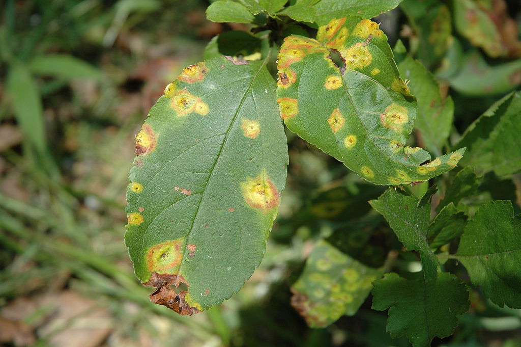 Read more about the article Tree Diseases: Cedar-Apple Rust
