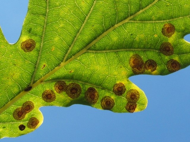 Read more about the article Tree Diseases: Galls on Plants