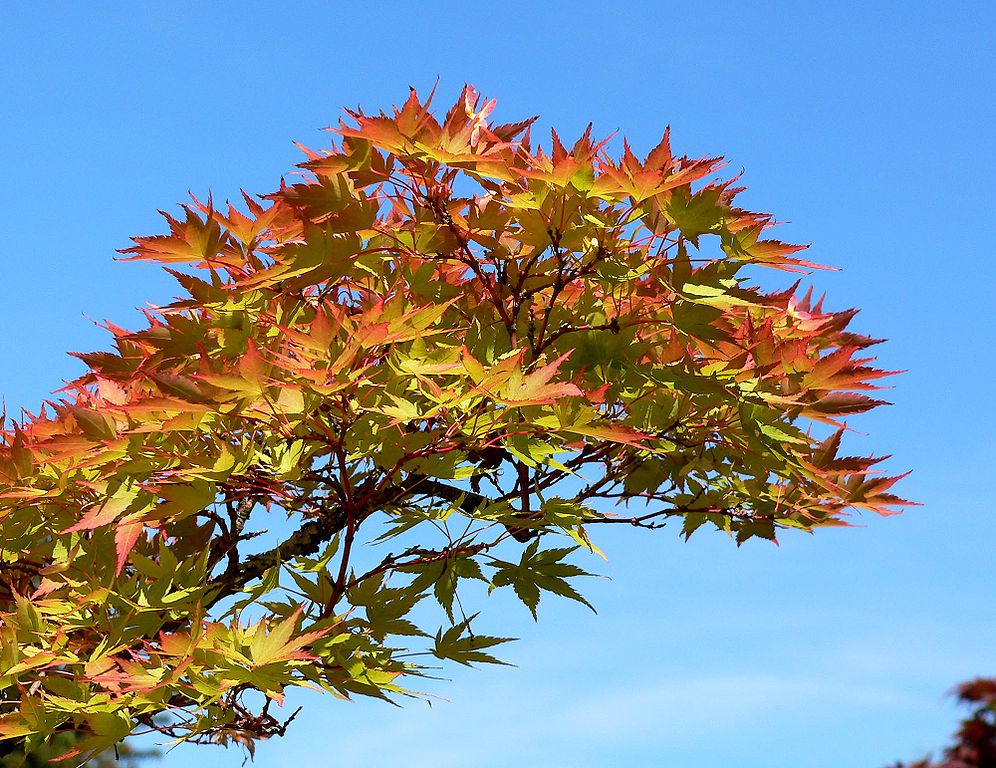 Read more about the article Tree Profiles: Japanese Maple Cultivars, Part 3