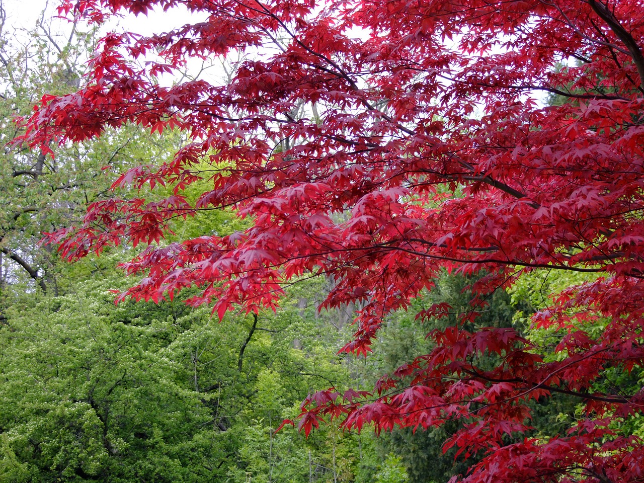 Read more about the article Tree Profiles: Japanese Maple Cultivars, Part 1