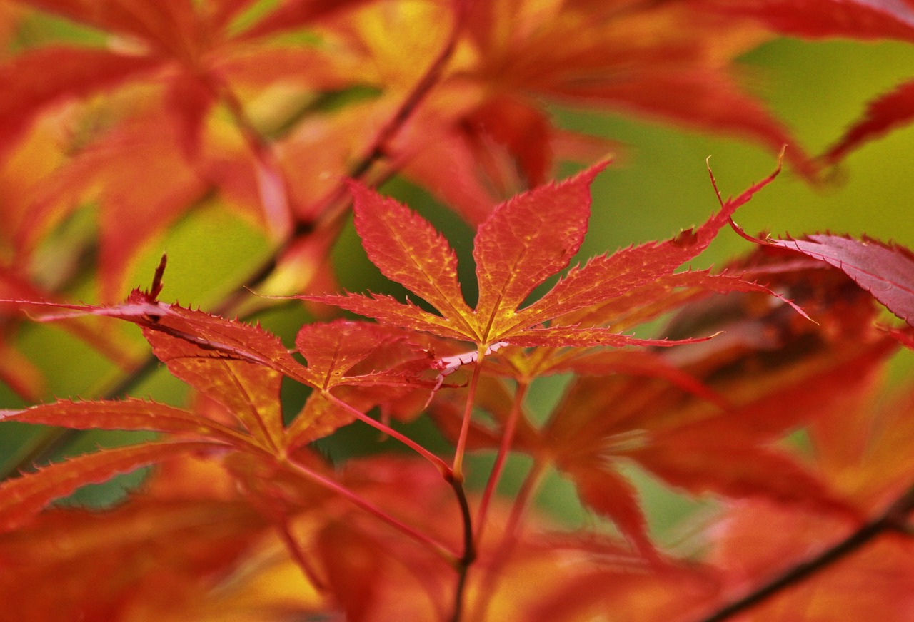 Read more about the article Tree Profiles: Japanese Maple (Acer palmatum), Part 2