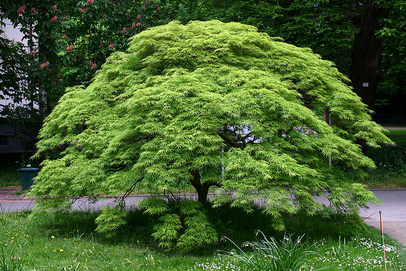 Read more about the article Tree Profiles: Japanese Maple (Acer palmatum), Part 1