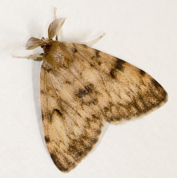 Read more about the article Insect Profiles: Gypsy Moth, Part 2