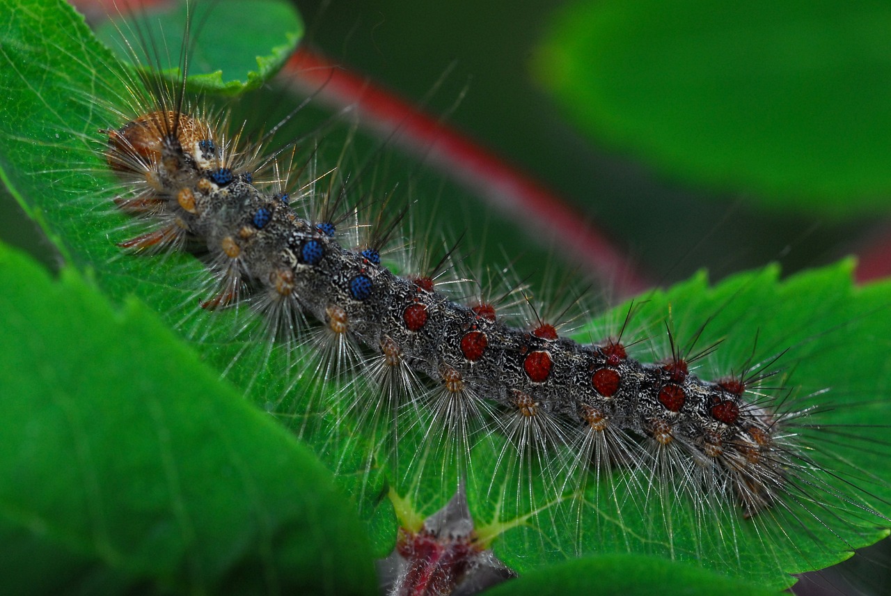 Read more about the article Insect Profiles: Gypsy Moth, Part 1