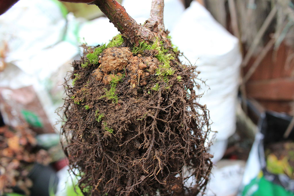 Read more about the article Tree Diseases: Crown Gall