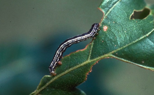 Read more about the article Insect Profiles: Fall Cankerworm (Alsophila pometria)