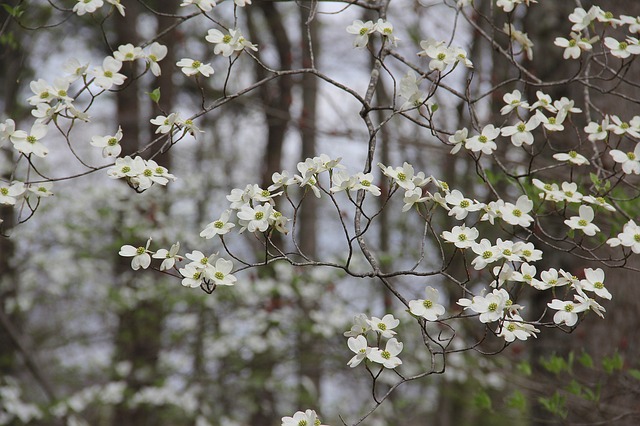 Read more about the article Tree Profiles: Flowering Dogwood (Cornus florida), Part 2