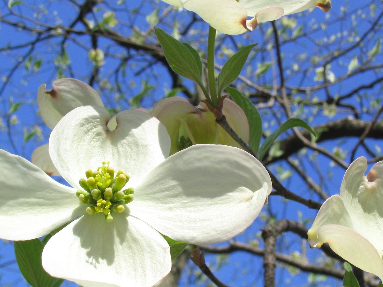 Read more about the article Tree Profiles: Flowering Dogwood (Cornus florida), Part 1