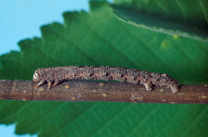 Insect Profiles Spring Cankerworm Paleacrata Vernata Iron Tree Tree Knowledge Base