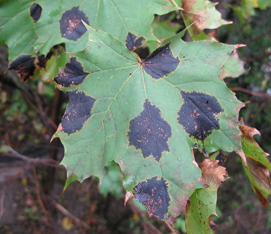 Read more about the article Disease Profiles: Maple Tar Spot