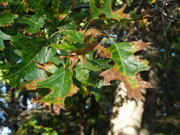 Read more about the article Tree Diseases: Oak Wilt