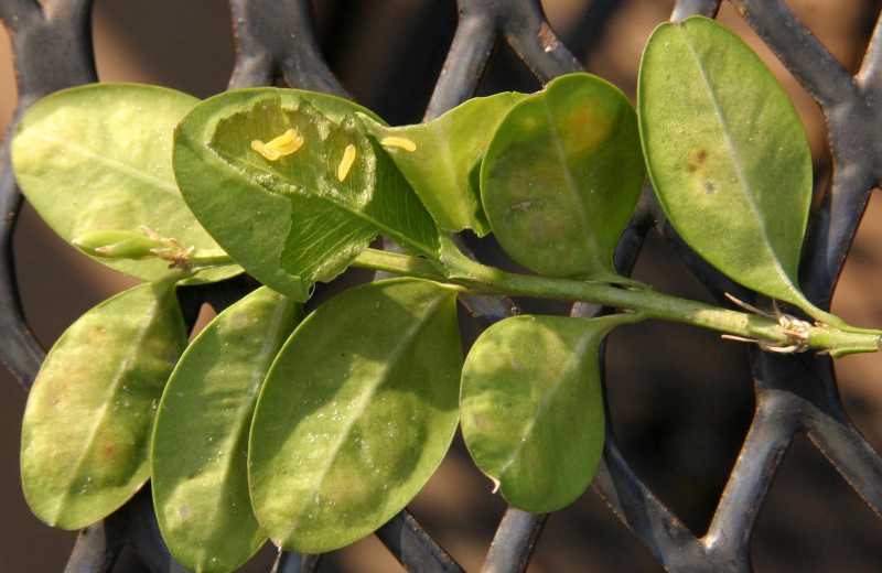 Read more about the article Insect Profiles: Boxwood Leafminer (Monarthropalpus flavus)