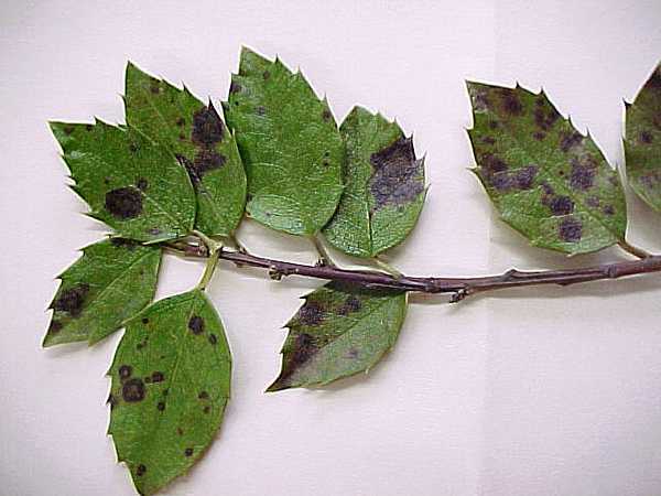 Read more about the article Tree Diseases: Holly Leaf Spot
