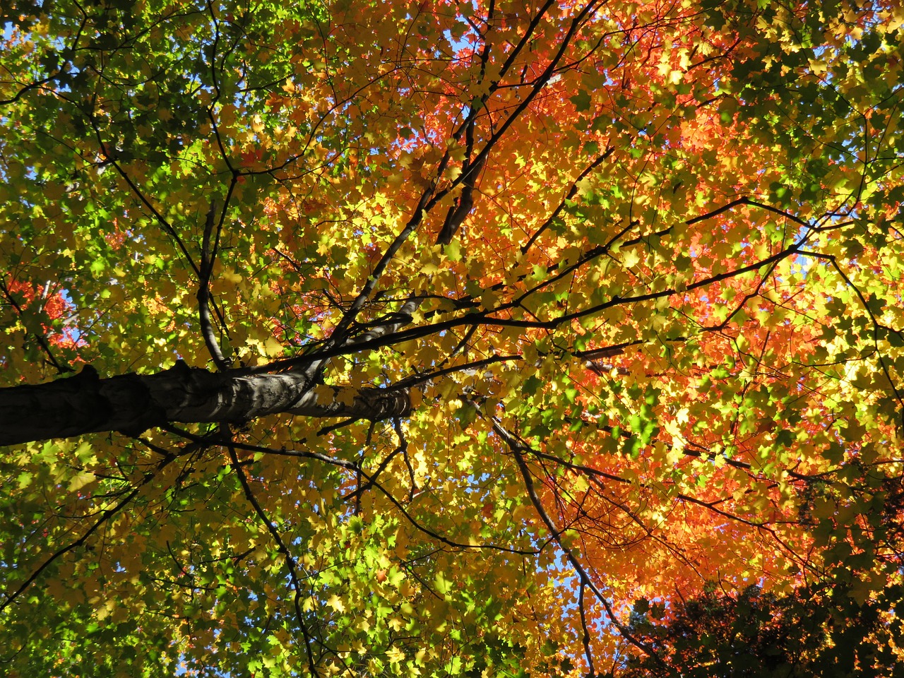 Read more about the article Tree Profiles: Sugar Maple Cultivars, Part 2