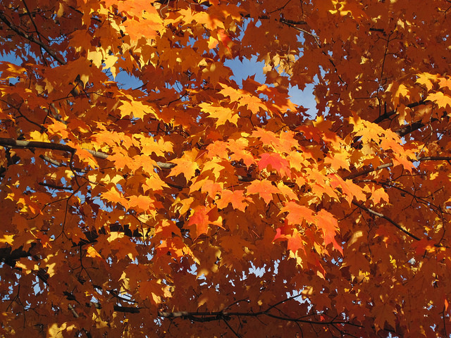 Read more about the article Tree Profiles: Sugar Maple Cultivars, Part 1