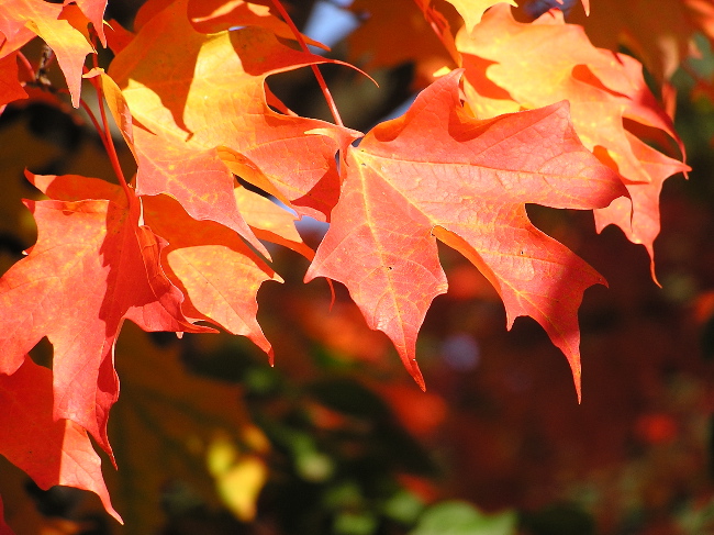 Read more about the article Tree Profiles: Sugar Maple (Acer saccharum), Part 2