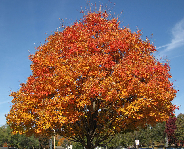 Read more about the article Tree Profiles: Sugar Maple (Acer saccharum), Part 1