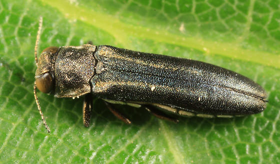 Read more about the article Insect Profiles: Two-Lined Chestnut Borer (Agrilus bilineatus)