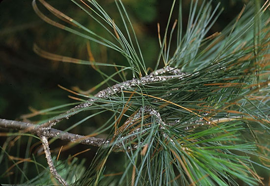 Read more about the article Insect Profiles: White Pine Bark Adelgid (Pineus strobi)