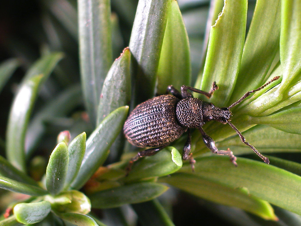Read more about the article Insect Profiles: Black Vine Weevil (Otiorhynchus sulcatus)