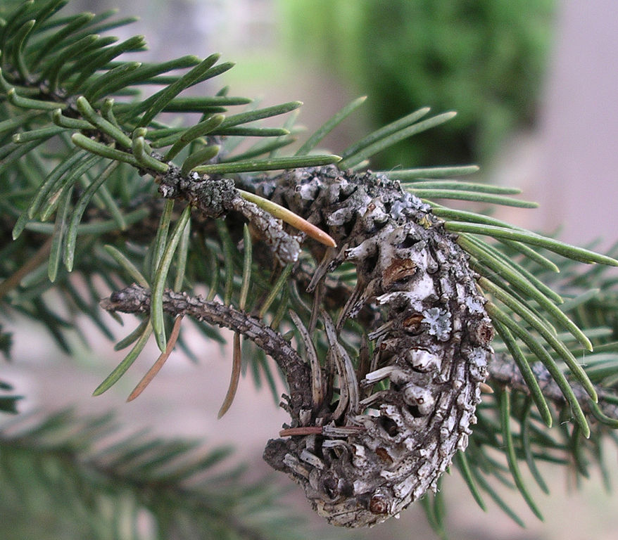 Read more about the article Insect Profiles: Cooley Spruce Gall Adelgid (Adelges cooleyi)